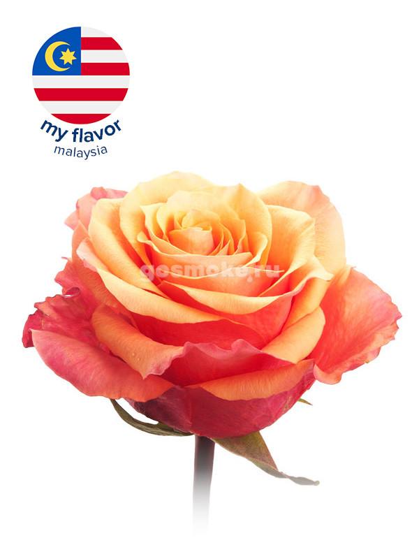 My Flavor Malaysia Rose