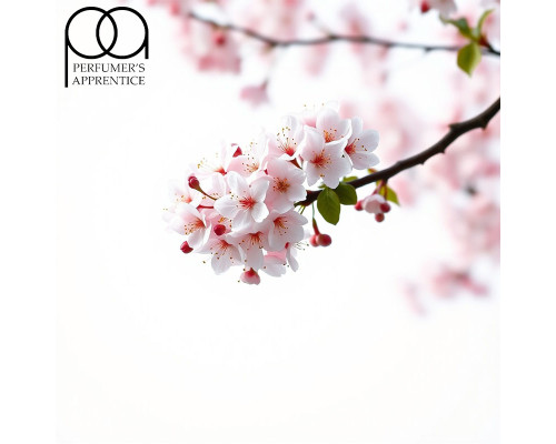 Cherry Blossom (PG) (TPA)
