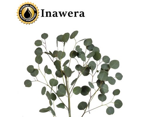 Eucalyptus with Mint (Inawera)
