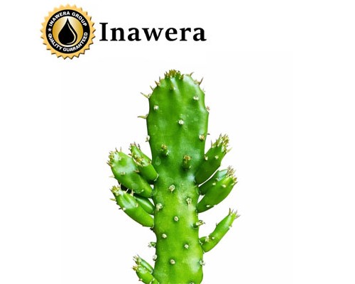 Cactus (Inawera)
